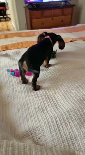 Restaurant y Salón de Té Hansel y Gretel en el Arrayán - Gastronomía y hostelería