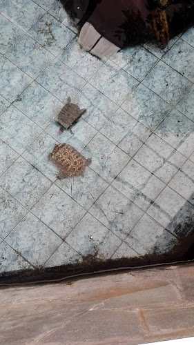 Restaurant Jardín Chino - Gastronomía y hostelería