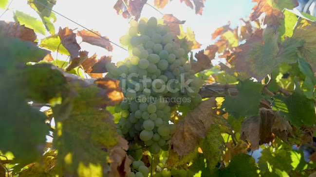 Cafe Herz - Frutillar