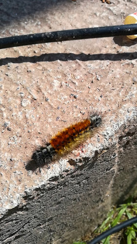 Comentarii opinii despre EL MOLINO