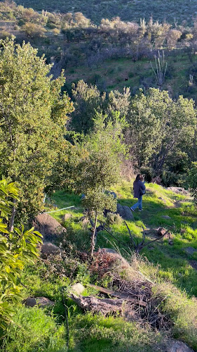 Encantos de Colliguay: Helados artesanales y venta de plantas ornamentales. - Quilpué