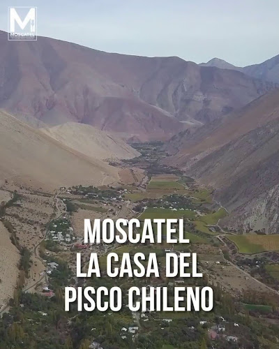 Opinii despre Moscatel, La Casa del Pisco #SoloDelivery în Coquimbo - Gastronomía y hostelería