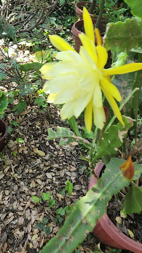 Ambrosia Restaurant Phone number