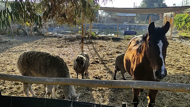 Entre Olivos - Arica