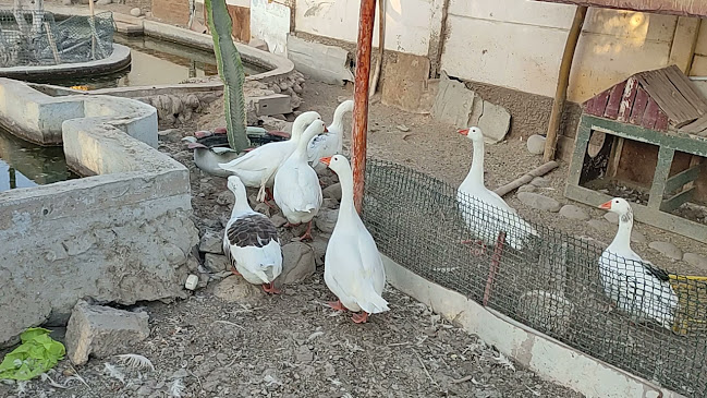 Comentarii opinii despre Entre Olivos