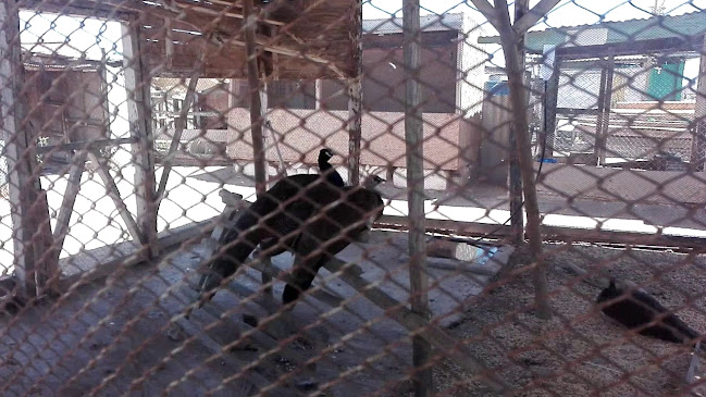 Desierto Florido Atacama - Copiapó