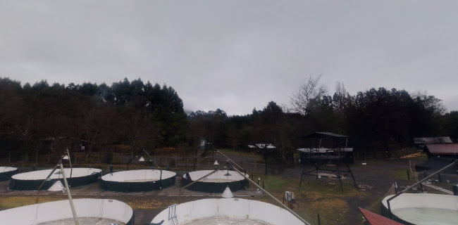 Reviews of Piscicultura Iculpe SPA in Lago Ranco - Gastronomía y hostelería