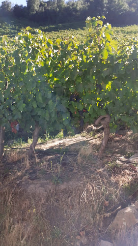 Opinii despre Viña Montes Alpha în Santa Cruz - Gastronomía y hostelería