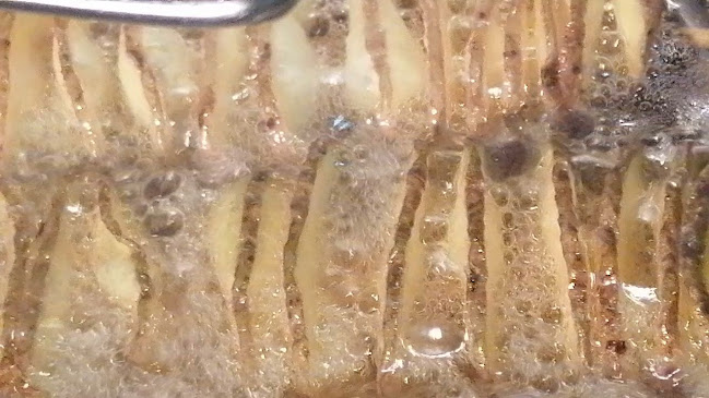 Shawarnibal Doner Kebab - Antofagasta