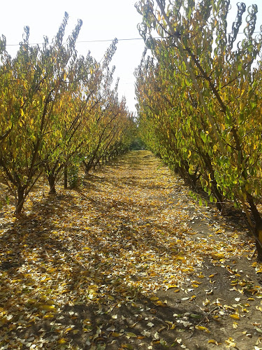 Opinii despre Agricola Los Carrizos în San Vicente de Tagua Tagua - Gastronomía y hostelería