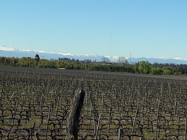 Opinii despre Viña Santa Berta în Santa Ana - Gastronomía y hostelería