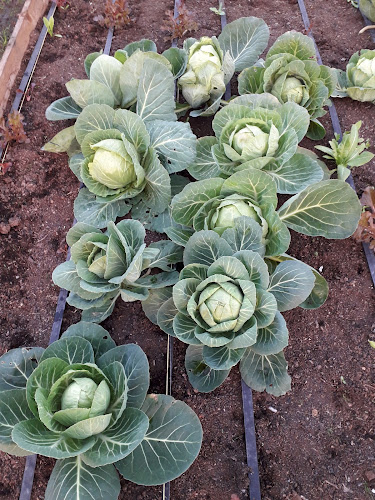 agroturismo los cipreses del quilar - Ancud