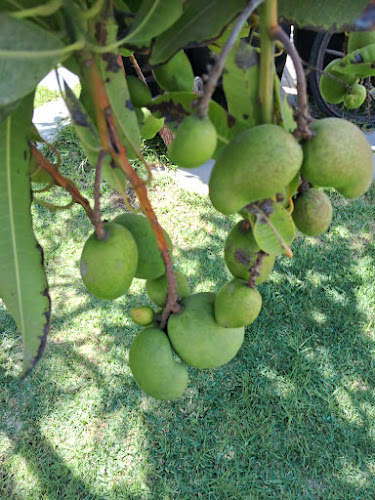 Arica, Arica y Parinacota