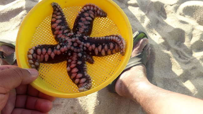 Opinii despre Terrazas Punta De Tralca în Isla Negra - Gastronomía y hostelería