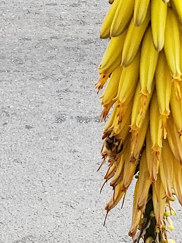 Helados Artesanales - Gastronomía y hostelería