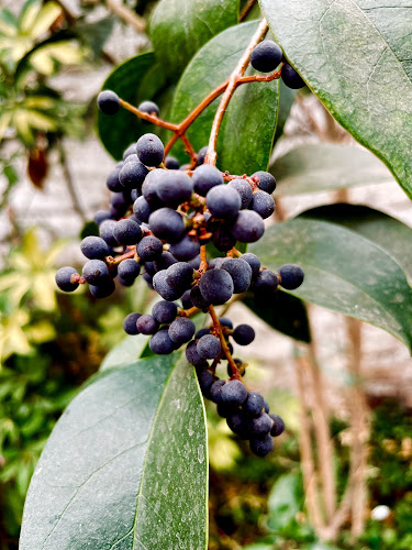 Opinii despre Da Vittorio în San Bernardo - Gastronomía y hostelería