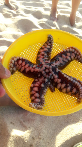 Terrazas Punta De Tralca - Gastronomía y hostelería