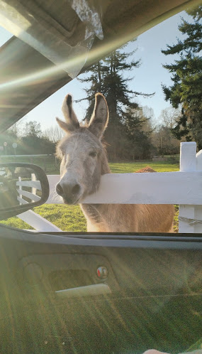 Comments and reviews of Cecinas La Casa Negra