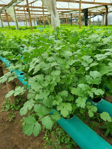 Opinii despre paraíso verde buena paz în Maule - Gastronomía y hostelería