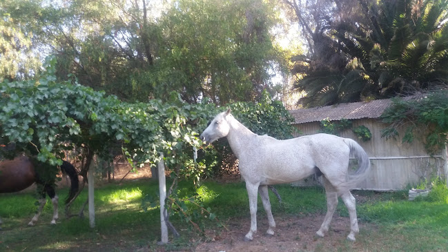 Comentarii opinii despre Carnes V.I.P