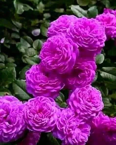 Los Satélites 7369, 9200299 Cerrillos, Región Metropolitana