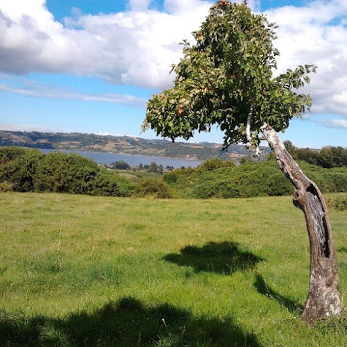 Reviews of Jugos Sanita in Castro - Gastronomía y hostelería