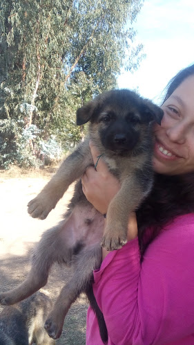 Opinii despre Agricola Los Carrizos în San Vicente de Tagua Tagua - Gastronomía y hostelería