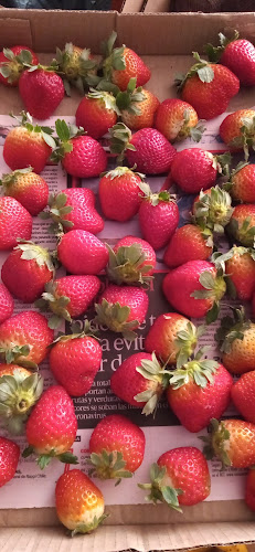 Agrícola Gregorio - Arica