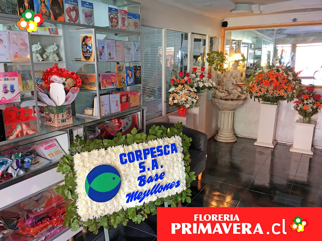 Florería Primavera Antofagasta Phone number