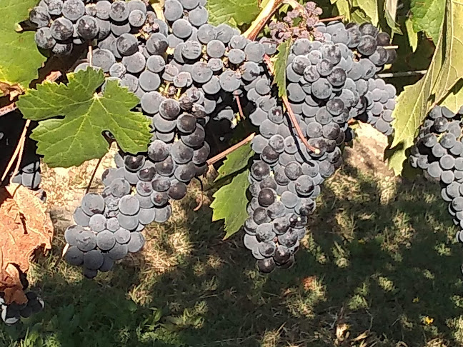 Viña Montes Alpha - Gastronomía y hostelería