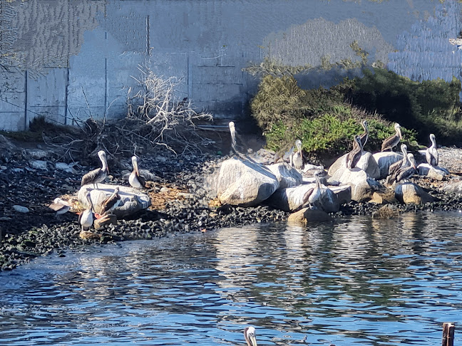 Caleta de Guayacán Phone number