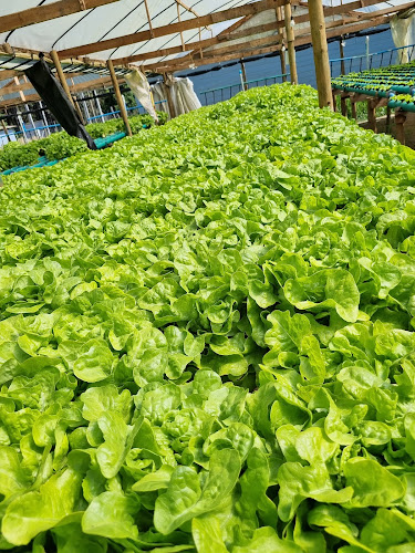 paraíso verde buena paz - Maule