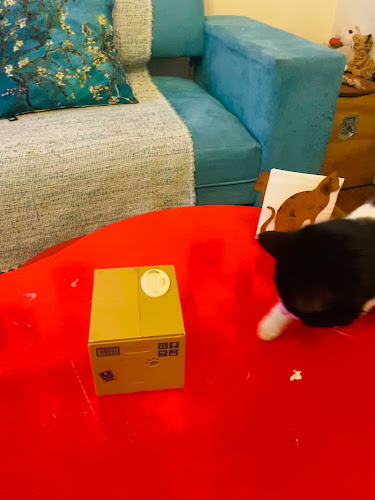 Tetería Cleopatra Chile - Santiago