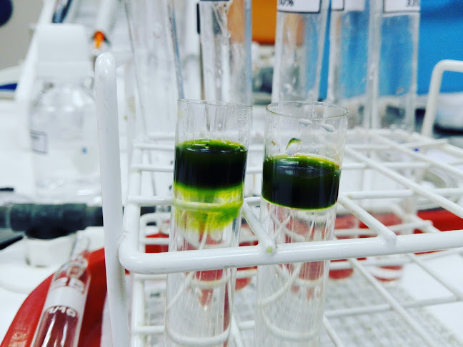 Opinii despre Pronto sandwich delivery în Curicó - Gastronomía y hostelería