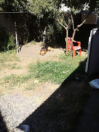 dai roll sushi - Talcahuano