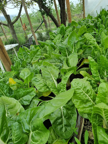 RRJM+RV Pichingal, Molina Molina, 3380000 Maule