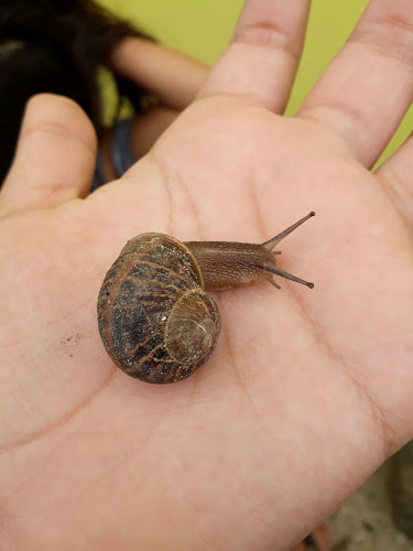 artepizza copiapo - Gastronomía y hostelería