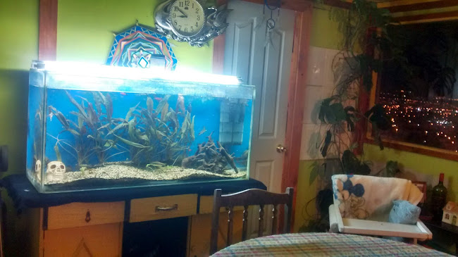 Reviews of Mínimarket y Amasanderia Michelo in Achupallas - Gastronomía y hostelería