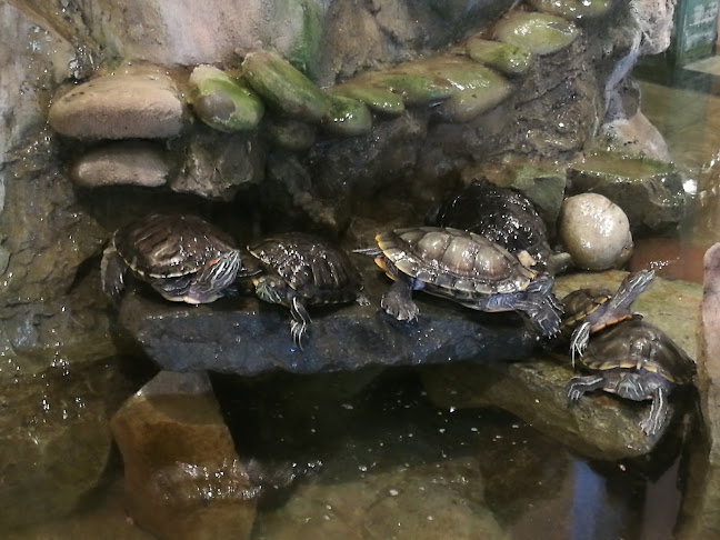rodriquez, Manuel Rodríguez 775, Copiapó, Atacama, Chile