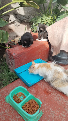 restaurante la casa blanca carvajal 0147 - Gastronomía y hostelería