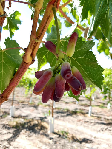 Agricola Tolentino - San Felipe