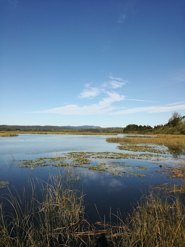 Cocina Del Bosque - Punucapa