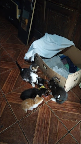 Reviews of restaurante la casa blanca carvajal 0147 in La Cisterna - Gastronomía y hostelería