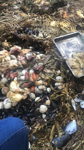 Cholgas Stella - Puerto Natales