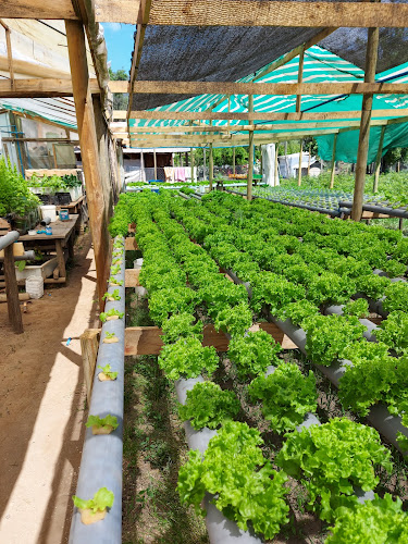 paraíso verde buena paz