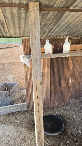 Desierto Florido Atacama