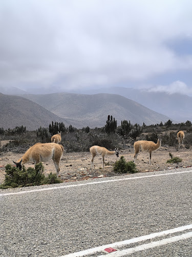 Restaurant Rusticostero