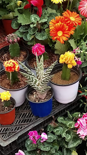 Feria Recoleta Open Times