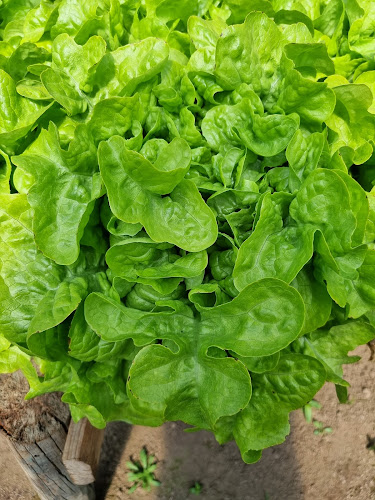 Comentarii opinii despre paraíso verde buena paz