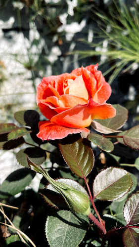 Lomas de Mirasur 740, 8081254 San Bernardo, Región Metropolitana